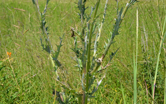 Graham's Thistle has thick green, alternate leaves spiny over much of the leaf. The basal leaves remain green and healthy at bloom. Cirsium grahamii